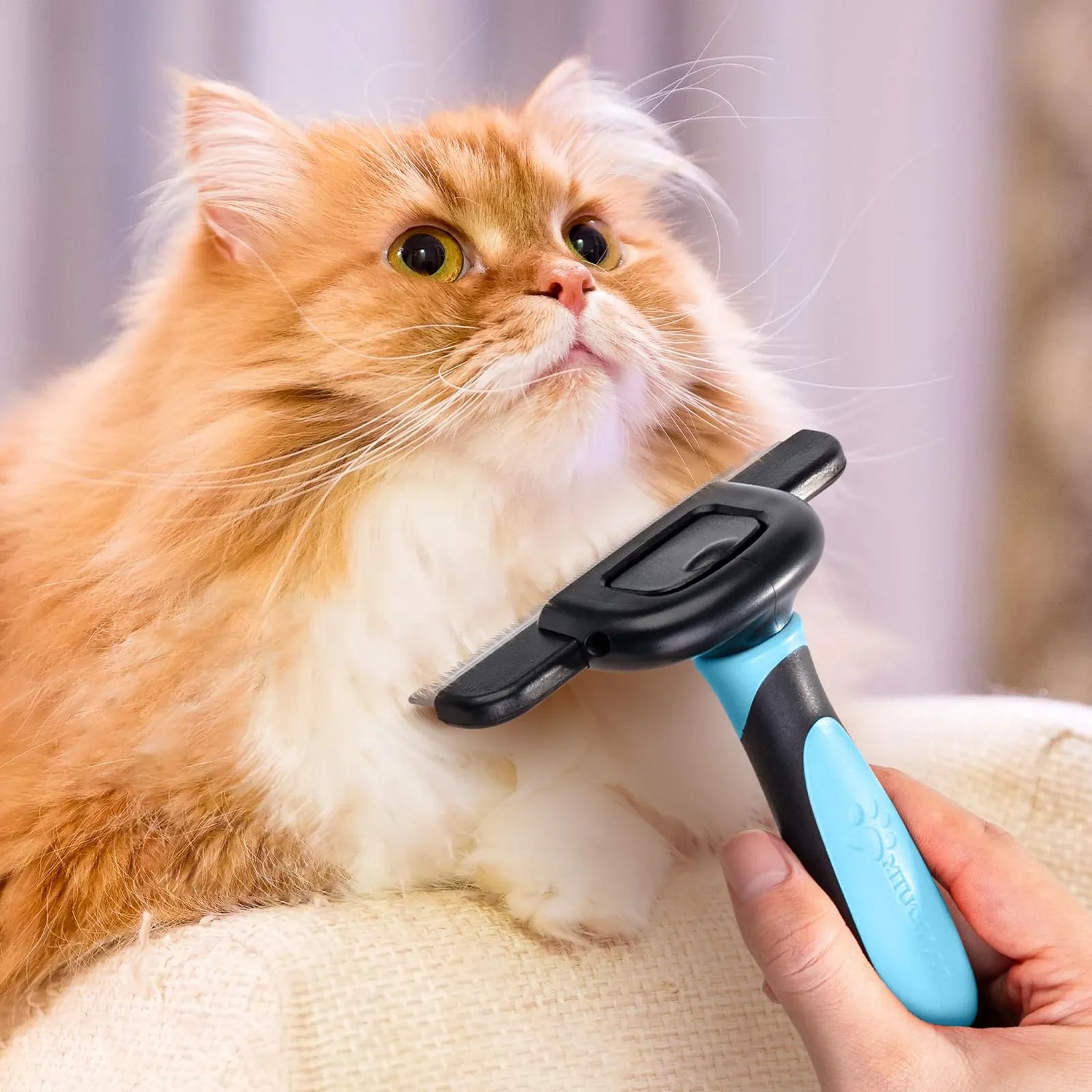 Cat Brushes