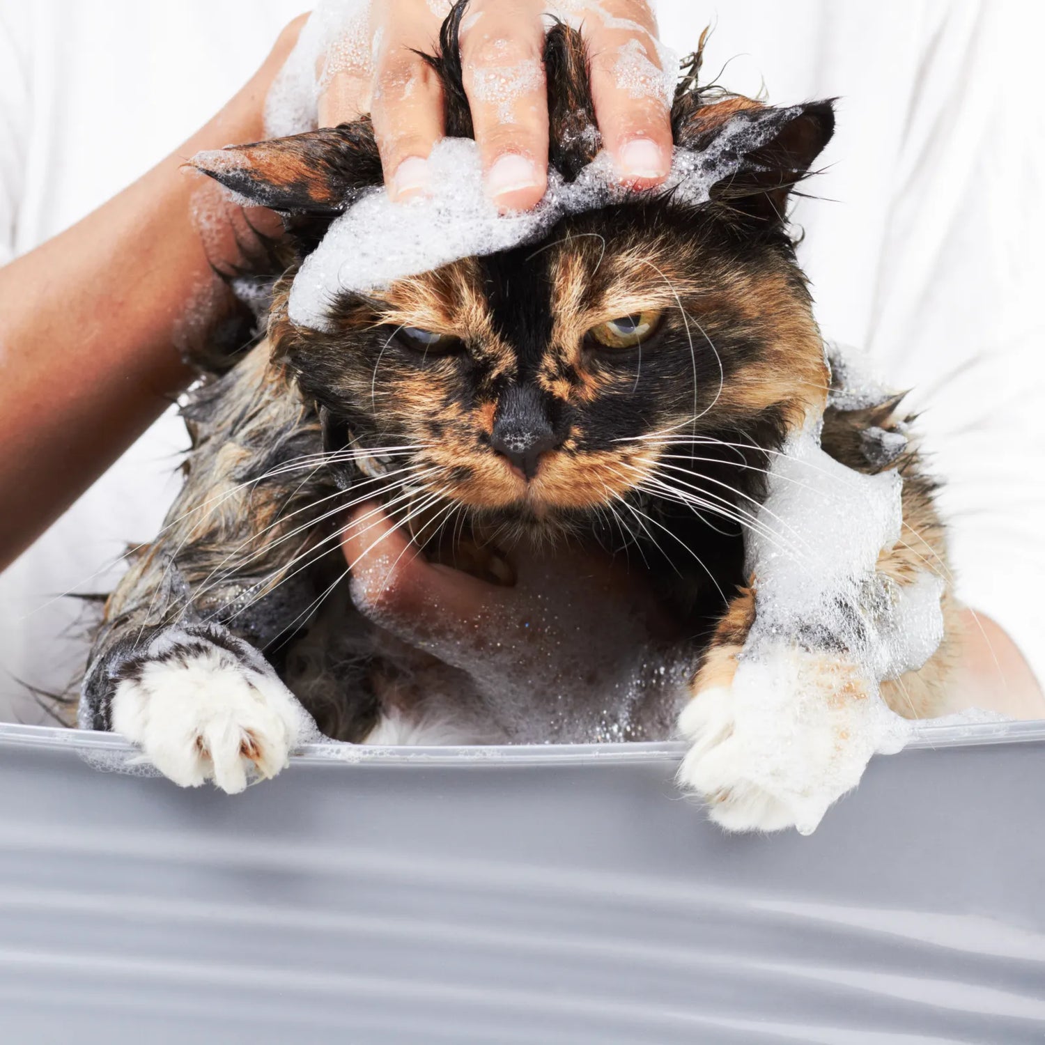 Cat Shampoos