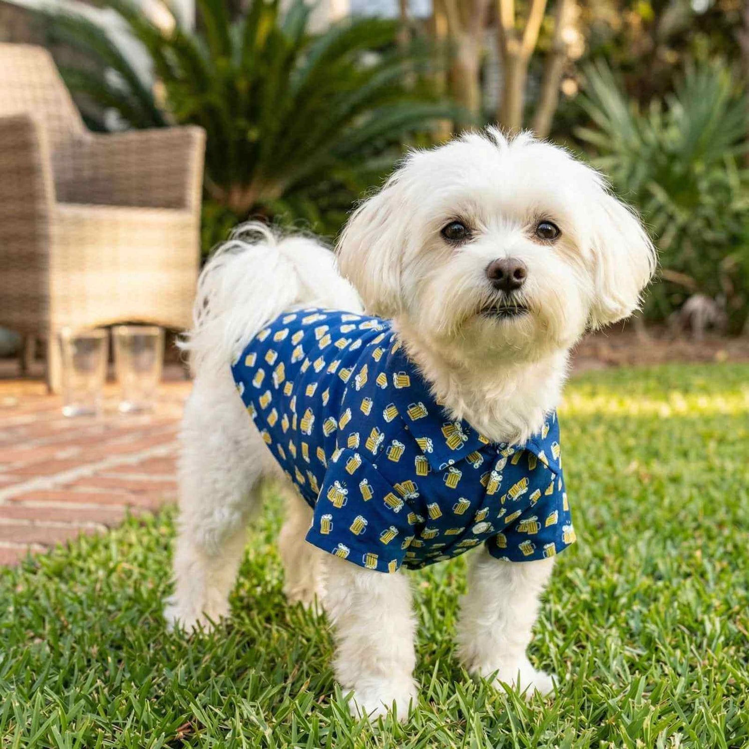Dog Clothes