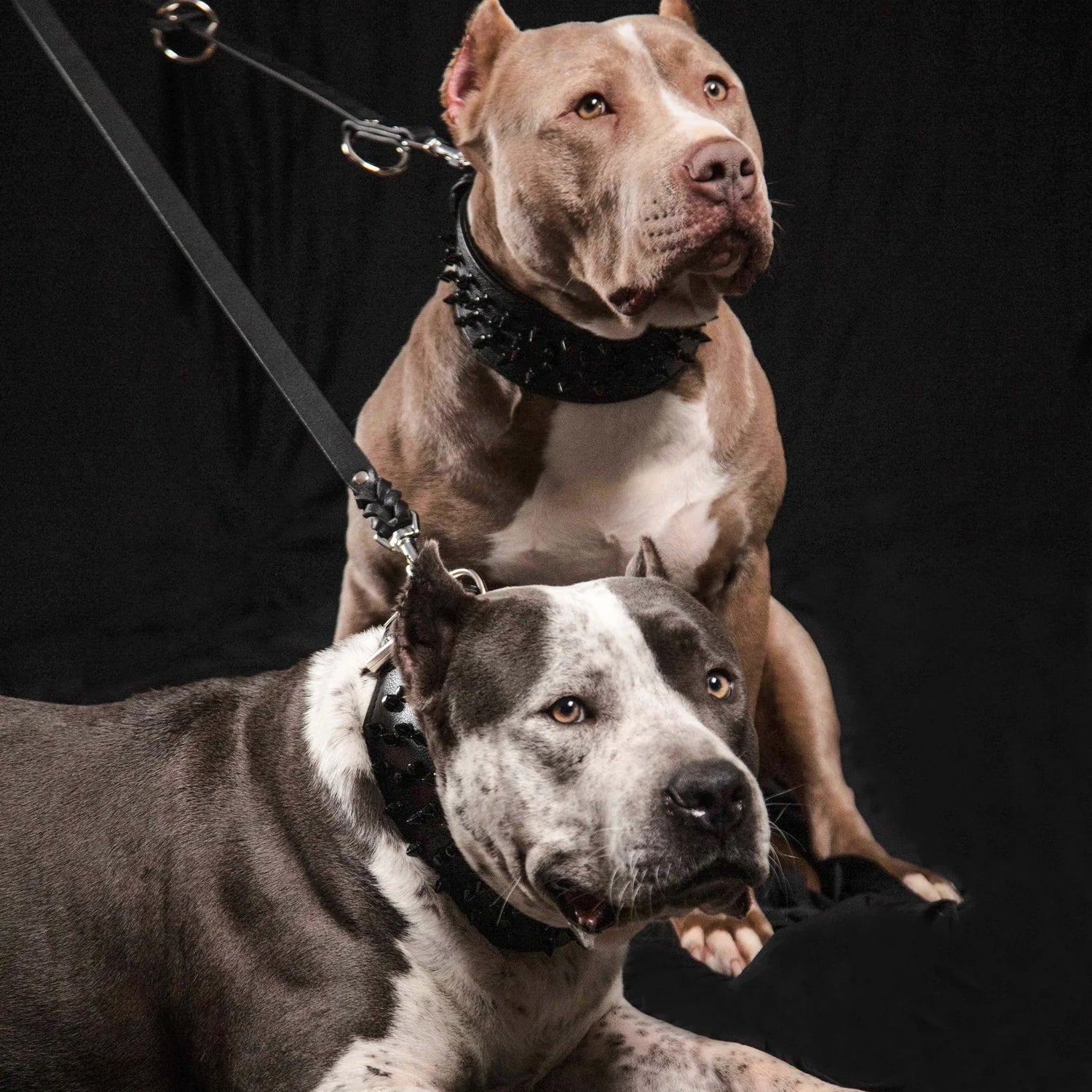 Dog Leashes