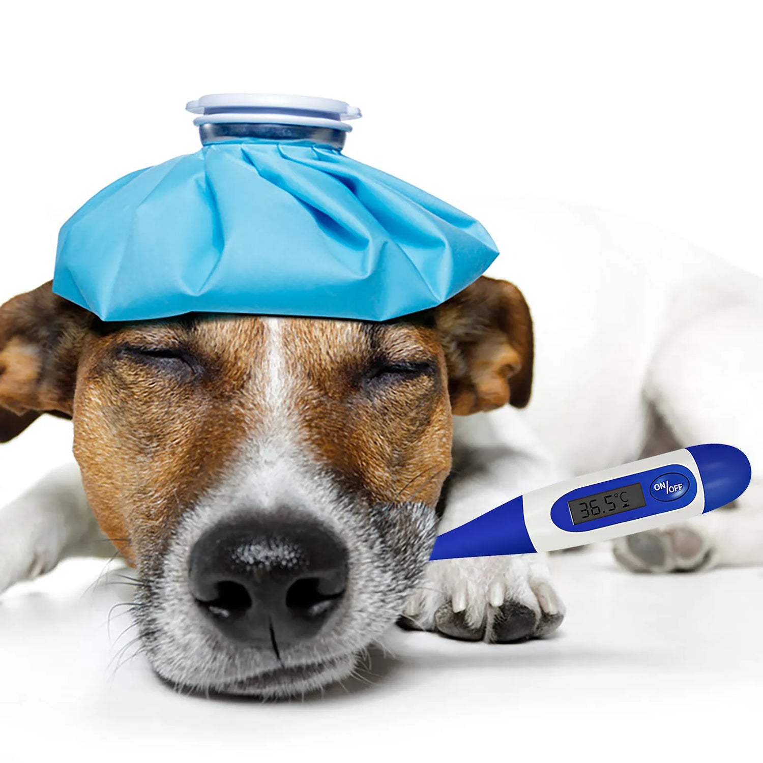 Dog Meds
