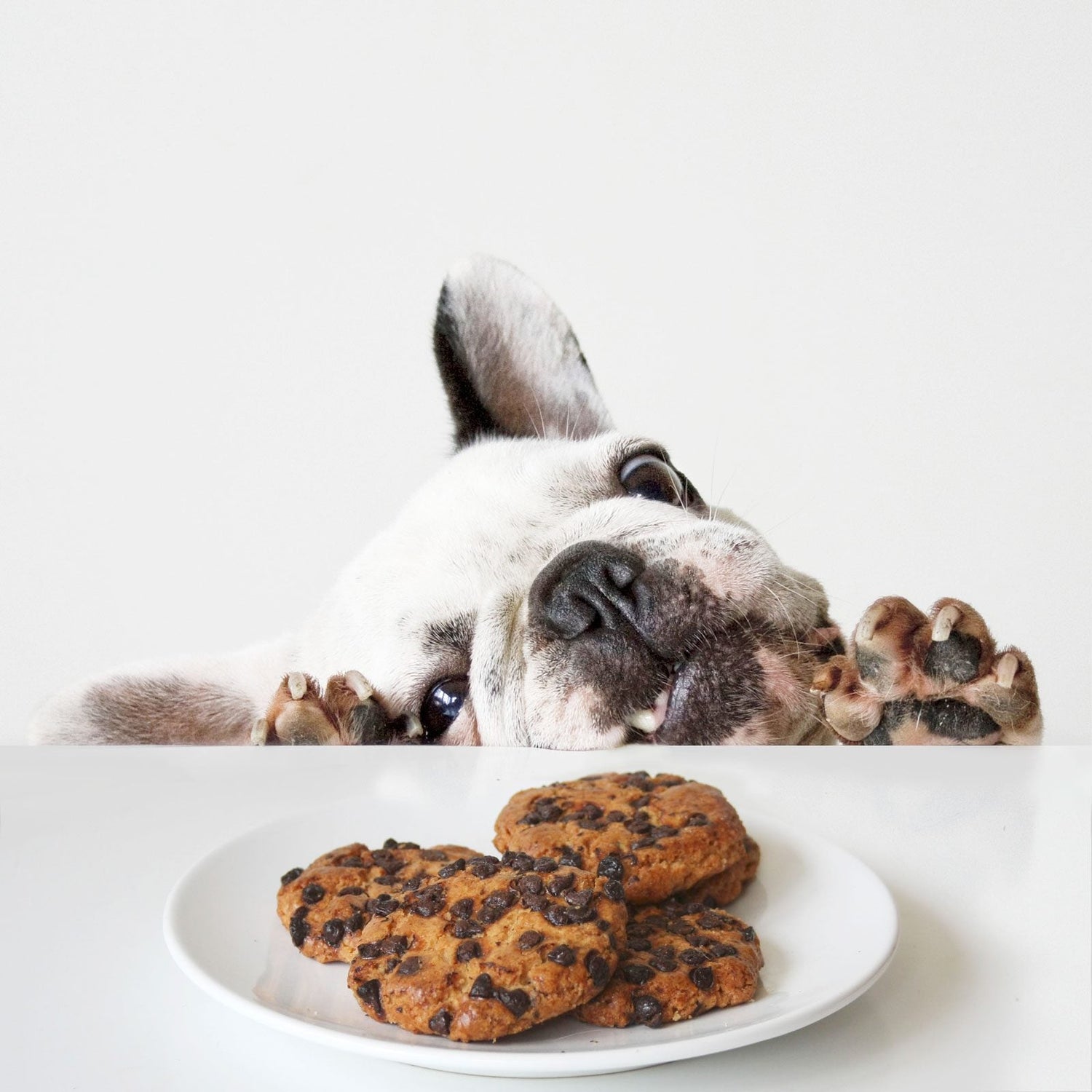 Dog Treats
