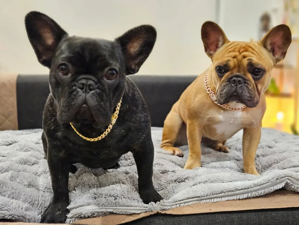 Dog Chain Diamond Cuban Collar Walking Metal Chain Collar with Design Secure Buckle, Pet Cat Cuban Collar Jewelry Accessories
